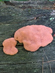 Tubifera magna