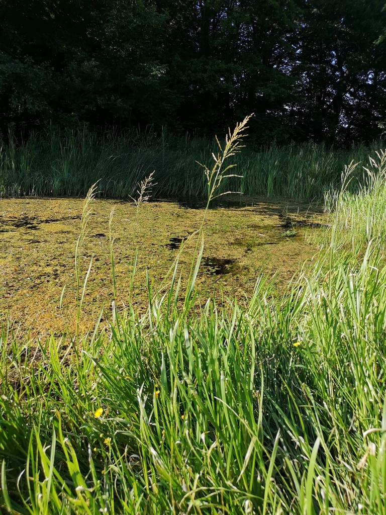 reed meadowgrass (Invasive Plants of Massachusetts) · iNaturalist