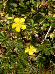 Potentilla verna