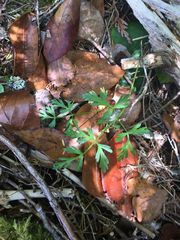 Conioselinum