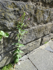 Epilobium