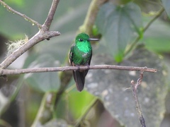 Urosticte ruficrissa