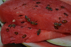 Apis mellifera