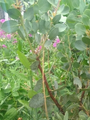 Arctostaphylos viscida