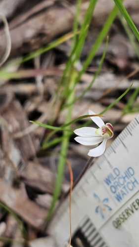 Image of Caladenia prolata by (c) Rosalie Lawrence, some rights reserved (CC BY)