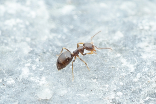 Plagiolepis pyrenaica