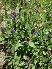 Prunella grandiflora