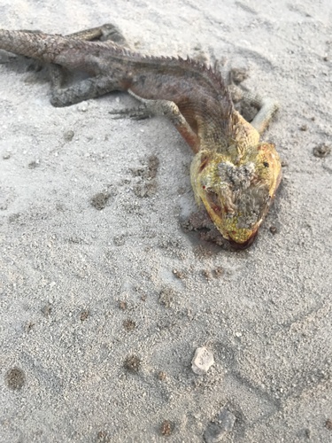 Indian Garden Lizard — seen at this dive site
