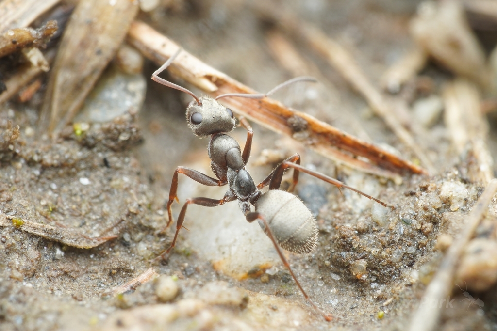 Formica selysi