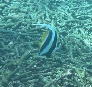 Pennant coralfish