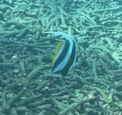 ハタタテダイ