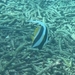 ハタタテダイ