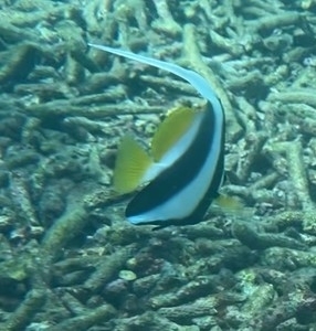 Longfin Bannerfish (Heniochus acuminatus)