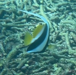 Longfin Bannerfish (Heniochus acuminatus)
