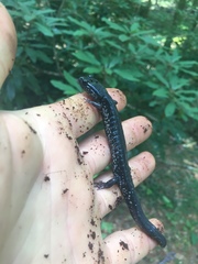 Plethodon teyahalee