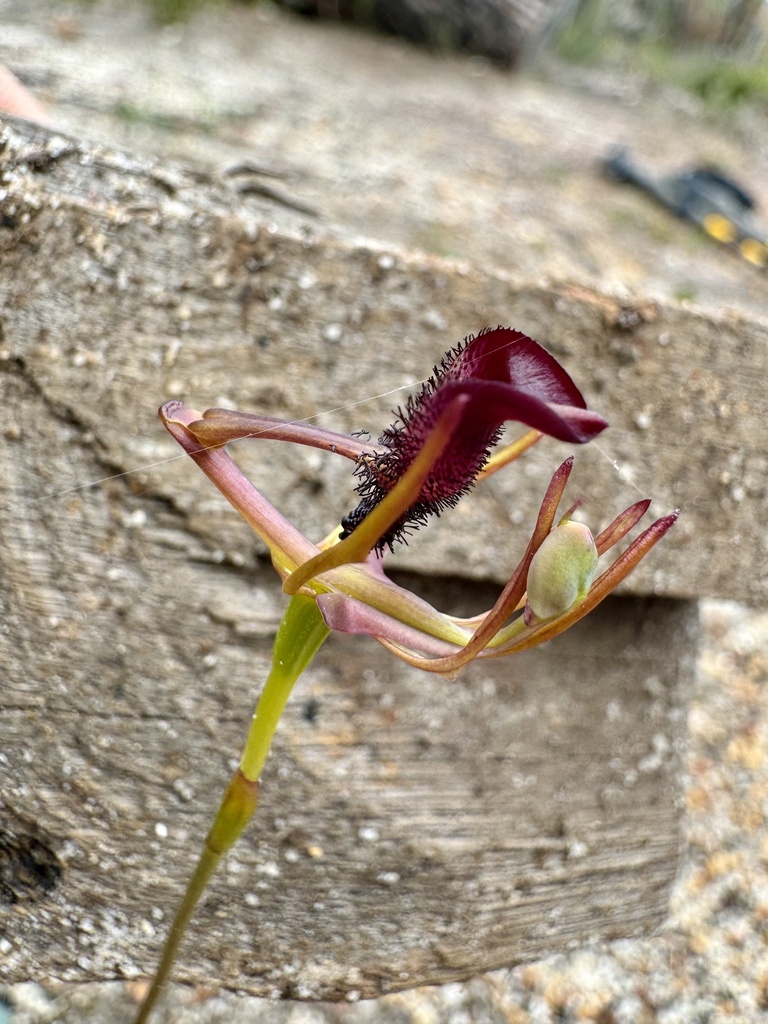 Drakaea gracilis