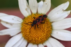 Calocoris nemoralis