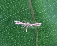 Geina periscelidactylus