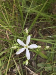 Sabatia quadrangula