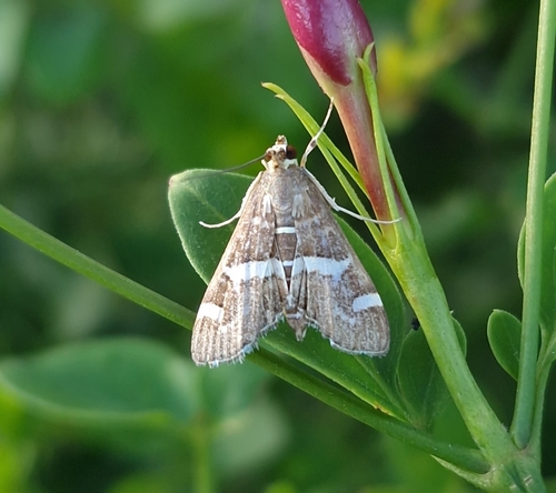 Spoladea recurvalis