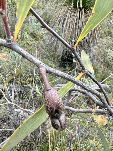 Image of Hakea cyclocarpa by (c) pimelea, some rights reserved (CC BY)