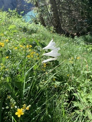 Paradisea liliastrum