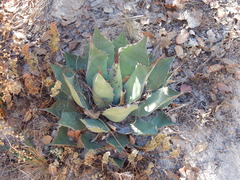 Agave flexispina