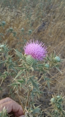 Cirsium phyllocephalum