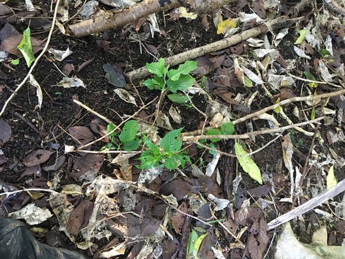 Image of Prunus serrulata by no rights reserved