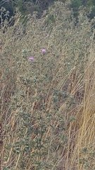 Cirsium phyllocephalum