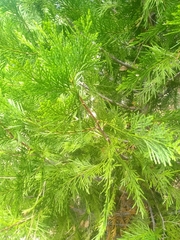 Calocedrus decurrens