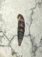 Charpentieria