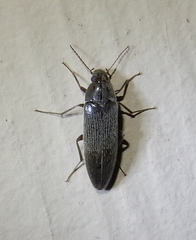 Synchroa punctata
