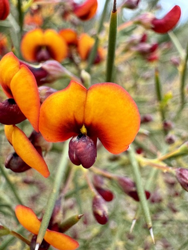 Image of Daviesia horrida by (c) pimelea, some rights reserved (CC BY)
