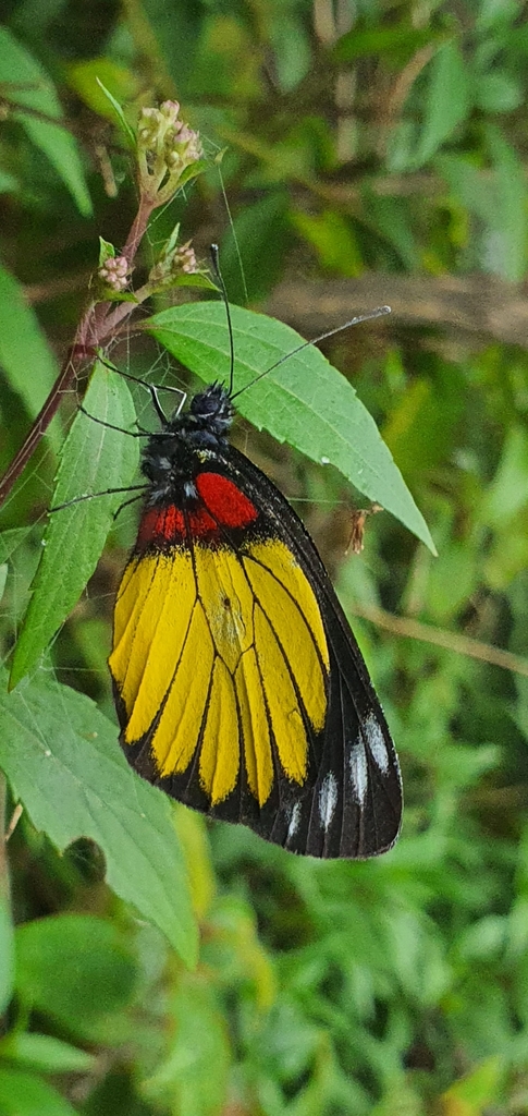 Delias crithoe (Delias crithoe)