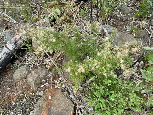 Image of Hakea lissocarpha by (c) pimelea, some rights reserved (CC BY)