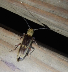 Saperda discoidea