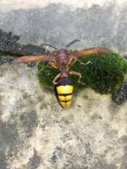 Delta unguiculatum