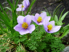 Paraquilegia microphylla