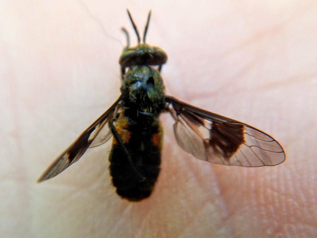 Chrysops dawsoni