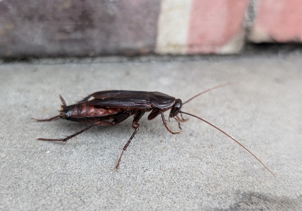 Oriental cockroach (Blatta orientalis)