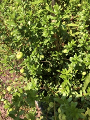 Vaccinium macrocarpon