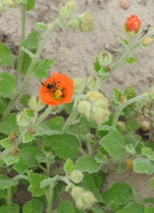 Sphaeralcea lindheimeri