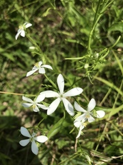 Sabatia quadrangula