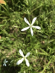 Sabatia quadrangula
