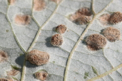 Phytoptus abnormis