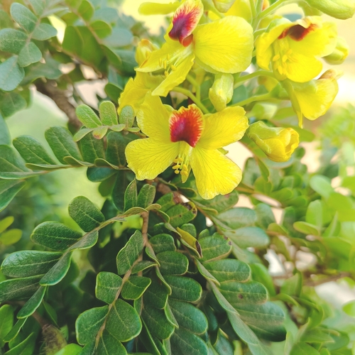 Brazilwood