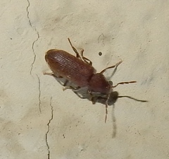Anobiinae