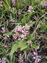 Ledebouria cooperi