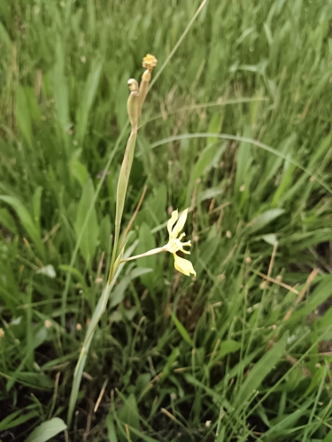 Image of Moraea pallida by (c) Hildegard Klein, some rights reserved (CC BY)